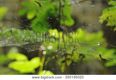 Drop Of Water On Spider Net In Garden