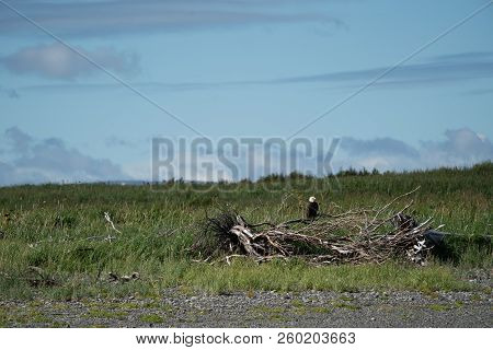 American Bald Eagle Sits Perched On A Piece Of Driftwood In Alaska's Katmai National Park