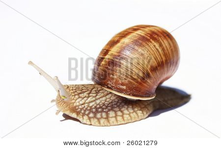 Lumaca isolata on white
