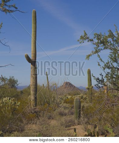 Saguaros In The Desert Arizona Mountains And Saguaros