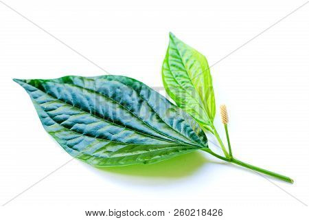 Eaves And Flower Of Wildbetal Leafbush (piper Sarmentosum Roxb) On White Isolated Background.