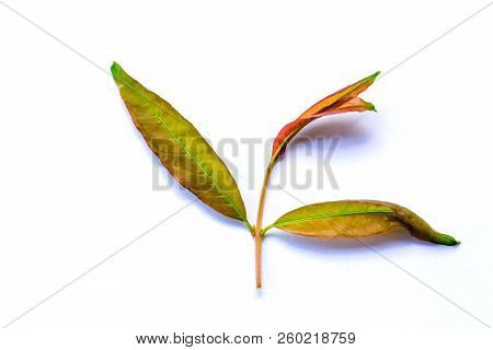 Pomegranate Branch And Leaves On White Isolated