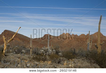 Sahuaro National Monument Desert Landscape Tucson, Arizona