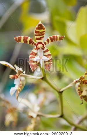 Staurochilus Fasciatus (rchb.f.) Ridl. Or Trichoglottis Fasciatafrom Rainforest Northeast Of Thailan