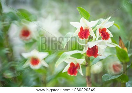 Close-up Of Beautiful White Orchids. (dendrobrium Cruentum)