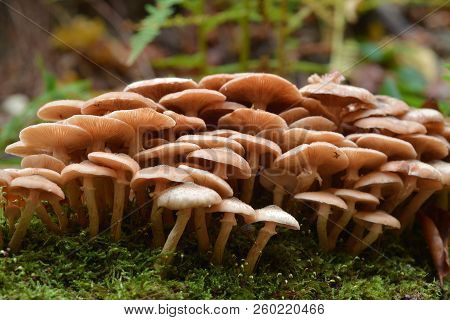 Armillaria Mellea Mushroom Cluster In The Forest, Honey Fungus