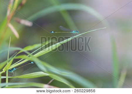 Two Blue-tailed Damselflies Sitting On Stalk Of Grass With Green Blurred Background. Common Bluetail