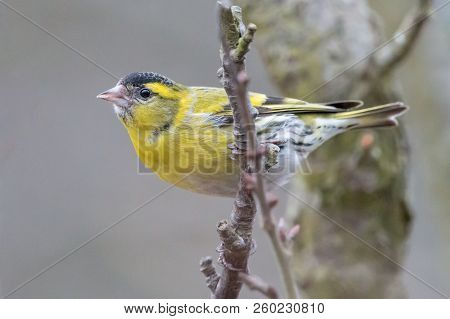 Eurasian Or European Siskin (spinus Spinus), Male, Perching On Twig. Yellow Colored Small Passerine 