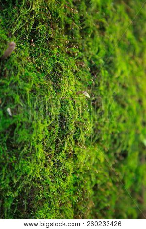 Closeup Fresh Dense Green Moss Lichen Micro Life Grows On Tree Trunk Bark. Natural Background, Textu