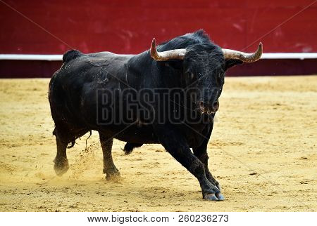 Black Bull In Spain Running In Bulring