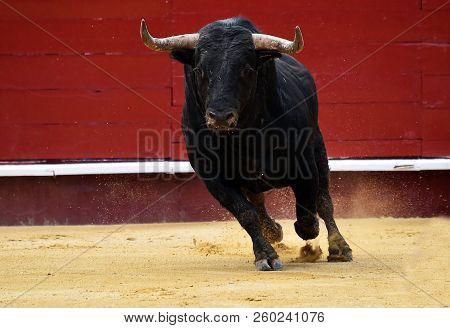 Black Bull In Spain Running In Bulring