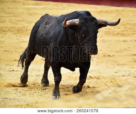 Black Bull In Spain Running In Bulring