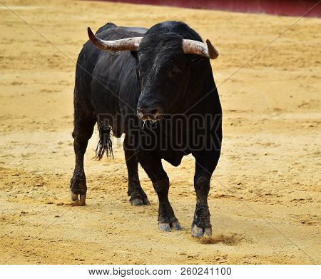 Black Bull In Spain Running In Bulring