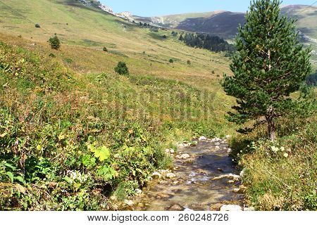 Spring Water Mountain River And The Nice Petrous Creek On North Caucasus. Mountain Natural Landscape