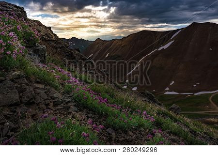 Purple Clover Flowers - Poughkeepsie Pass, San Juan Mountains Off Engineer Pass,