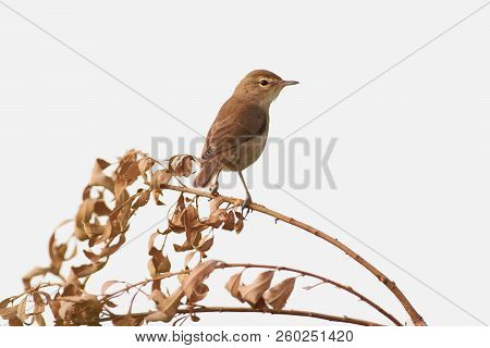 Blyths Reed Warbler (acrocephalus Dumetorum) Sits On A Dry Branch Of Willow (isolated On A White Bac