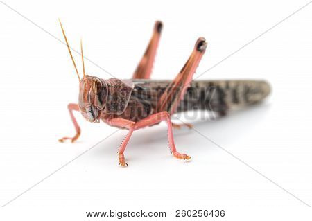 The Locust Insect Isolated On White Background