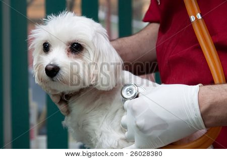 Vétérinaire examinant un mignon bichon maltais chien