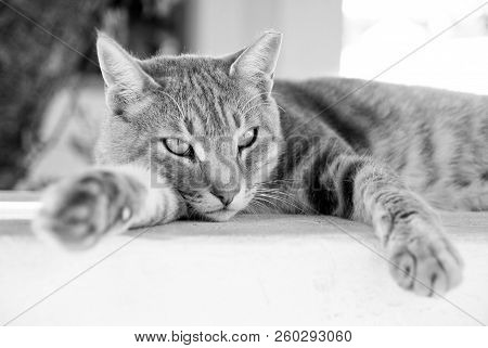 Relax. Shorthair Cat Relax In Patmos, Greece. Cat Food. Healthy Pet - Happy Owner. Cat With Green Ey