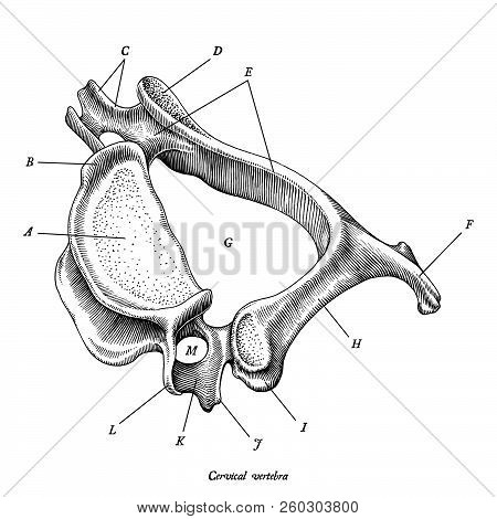 Cervical Vertebra Human Anatomy Superior Lateral View Hand Draw Vintage Clip Art Isolated On White B