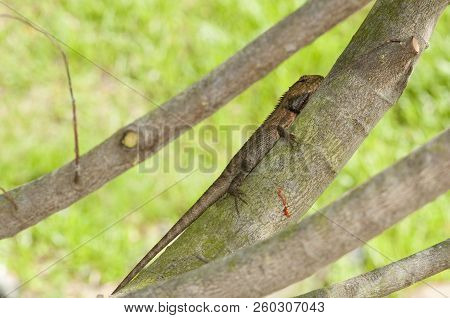 Changeable Lizard (calotes Versicolor) On A Tree Branch In The Shade