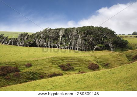 New Zealand Catlins Slope Point