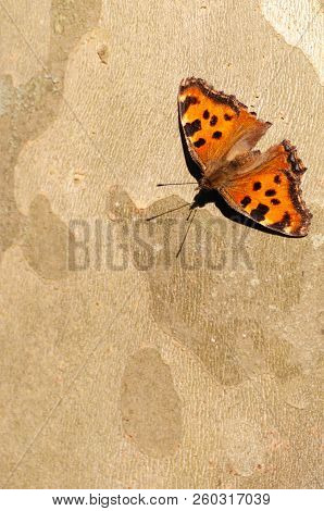 Common Leopard Butterfly On The Bark Of A Tree