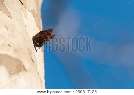 Common Leopard Butterfly Sitting On Sycamore Tree Trunk