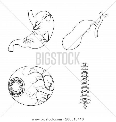 Vector Design Of Body And Human Icon. Set Of Body And Medical Vector Icon For Stock.