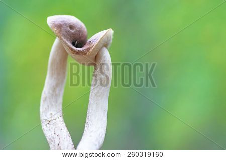 Two Mushrooms Were Fused With Hats. Concept: Love Family And Friendship