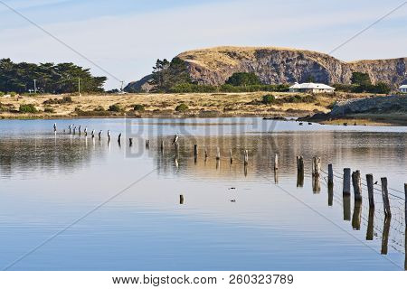 Lake Forsyth With Shags Sitting On Old Fence Posts. Lake Forsyth Is Considered One Of The Most Pollu