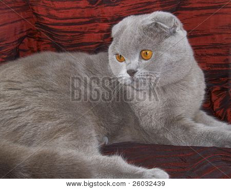 Scottish fold