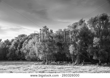 Beautiful Summer Sunset Landscape Image Of Ashdown Forest In English Countryside Black And White Ima