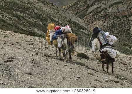 Horses And Mules Carrying Heavy Goods To Steep Rocky Slope In Himalaya Mountains, Ladakh, India.