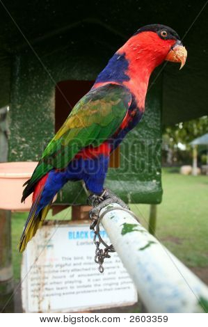 Parrot