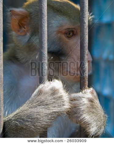 Een gekooide aap op zoek via de kooi.