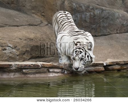 White tiger drinking water