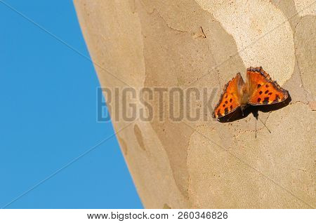 Common Leopard Butterfly On A Trunk Of Sycamore Tree And Blue Background