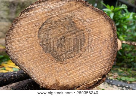 Cross Section Of Tree Trunk Close Up