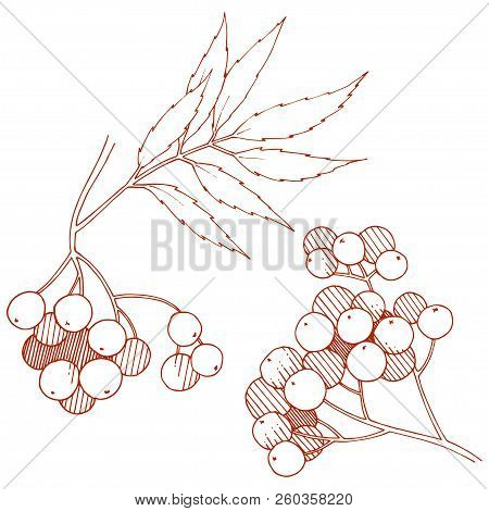 Vector Autumn Red Sorbus Plant. Berry Plant Botanical Garden Floral Foliage. Isolated Illustration E