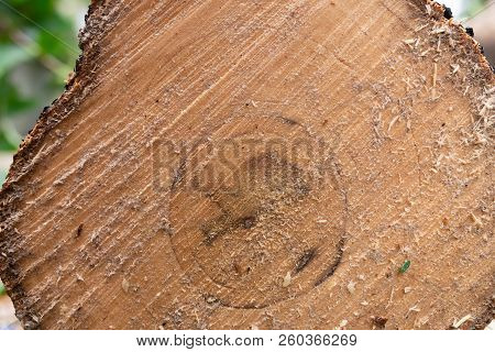 Cross Section Of Tree Trunk Close Up