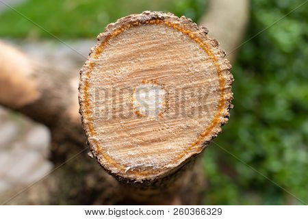 Cross Section Of Tree Trunk Close Up