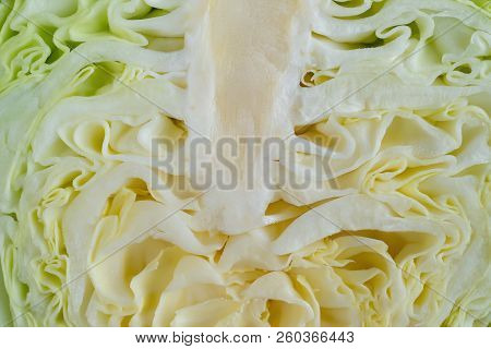 Inside Of A Fresh Cabbage Horizontal Composition
