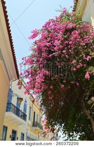 Beautiful Flowers Typical Roses Of Greece. Architecture, Travel, Landscapes, Cruises. July 8, 2018. Nauplion Argolida Greece.