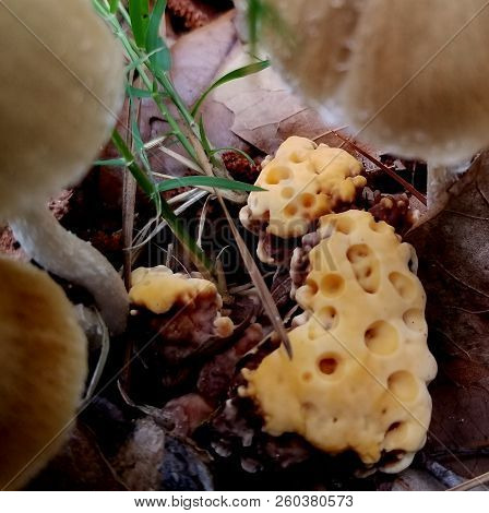 Yellow Bleeding Tooth Mushroom, Framed By Brown Mushrooms.