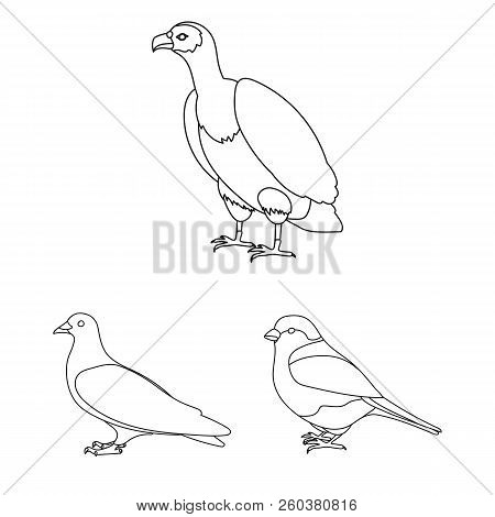 Types Of Birds Outline Icons In Set Collection For Design. Home And Wild Bird Vector Symbol Stock We