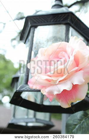 A Beautiful Pink Rose Contrasting The Muted Background.