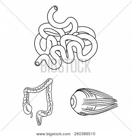 Human Organs Outline Icons In Set Collection For Design. Anatomy And Internal Organs Vector Symbol S