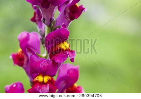 White Antirrhinum Magus Flower In Full Bloom With Green Leaf