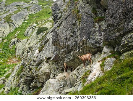 Serna On The Hillside In The High Tatras, Slovakia, Europe
